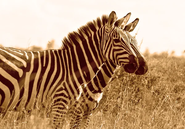 Seite an Seite Zebras — Stockfoto
