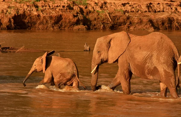 Мать и теленок африканского слона пересекают реку — стоковое фото