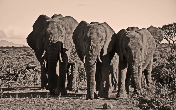 Tre afrikanska elefanter i fallande storlek — Stockfoto
