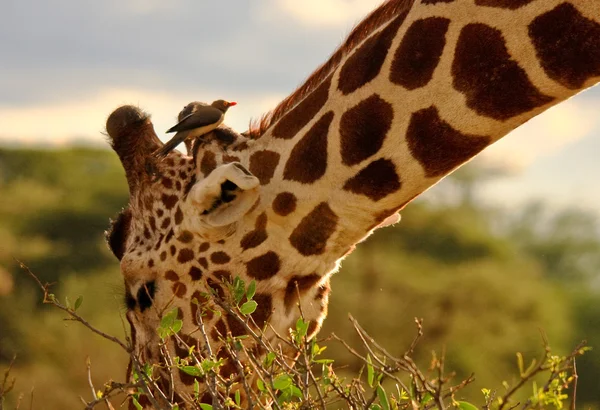 Giraffe isst mit Ochsenpecker auf dem Kopf — Stockfoto