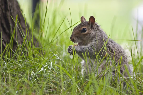 stock image Grey Squirrel Eating Nut