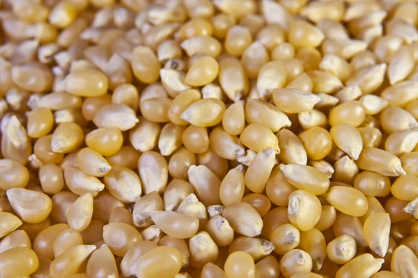 Stock image Close-up of popcorn kernels