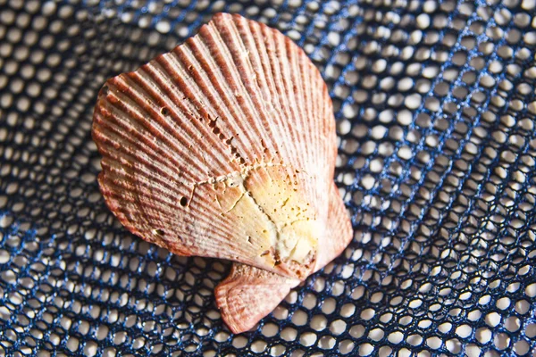 Sea shell op net — Stockfoto
