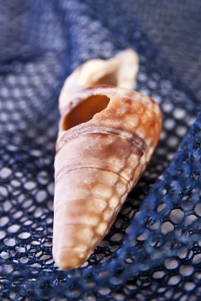 Shell do mar em espiral na rede — Fotografia de Stock