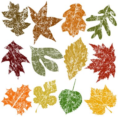 Twelve Grunge Leaves clipart