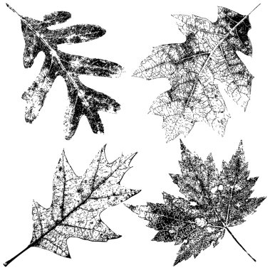 Four Grungy Fall Leaves clipart