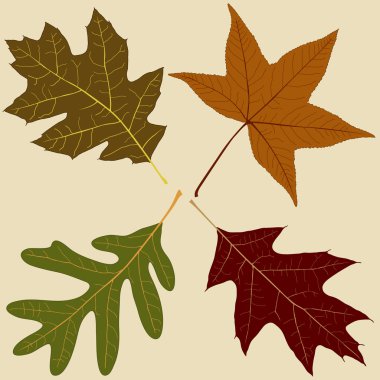 Four Leaves clipart