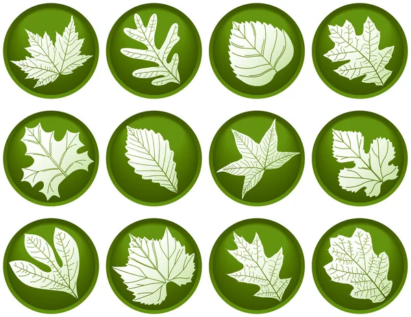 Boutons à douze feuilles — Image vectorielle