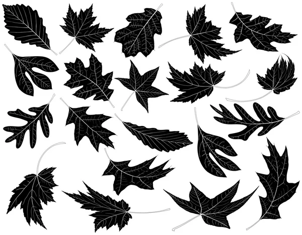 树叶 — 图库矢量图片