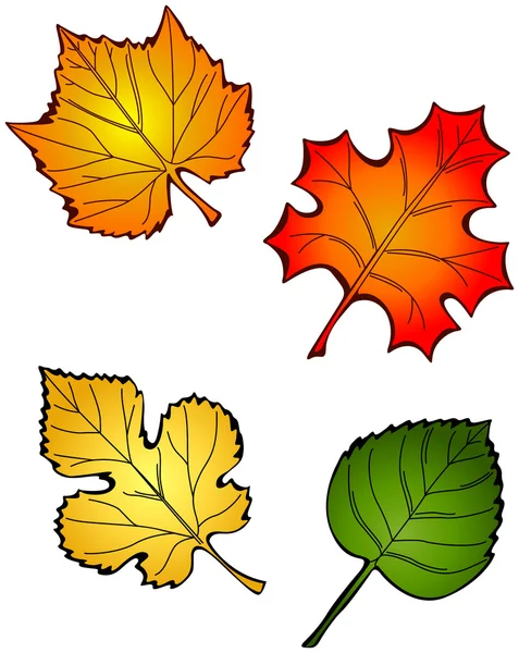 Four Fall Leaves — Stock Vector