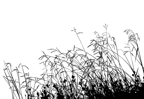 Silhueta de grama de prado — Vetor de Stock