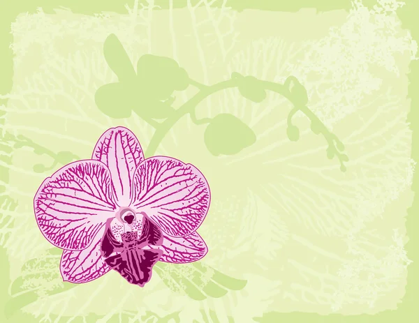 Orchidea zöld háttérrel — Stock Vector