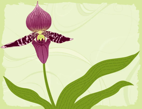 Orchidee mit Blättern auf grünem Hintergrund — Stockvektor