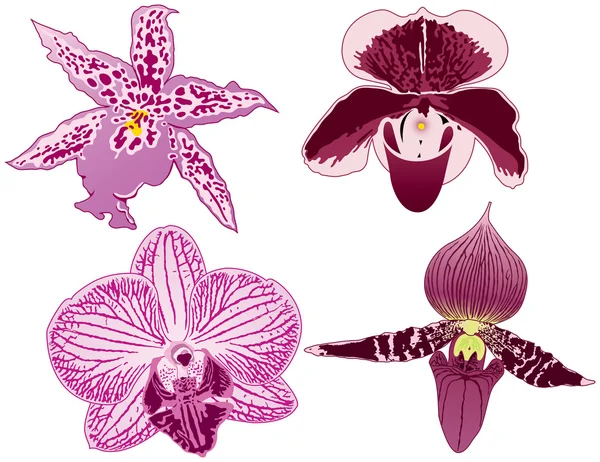 Négy orchideák — Stock Vector