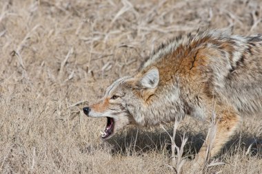 Snarling Coyote clipart