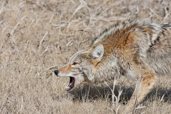 Coyote Snarling — Foto de Stock