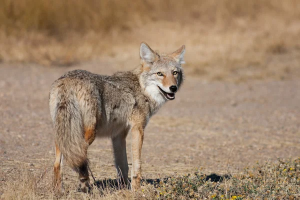 Wild Coyote — Stockfoto