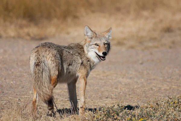 Coyote salvaje — Foto de Stock