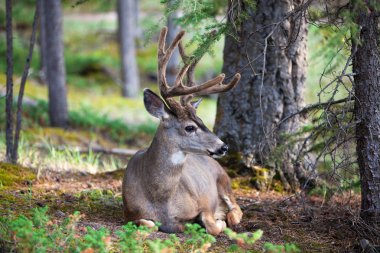 White Tail Deer Resting clipart