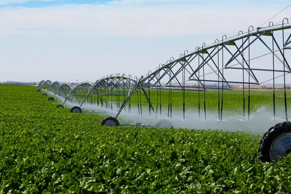 Irrigated Turnip Field — Stock Photo, Image