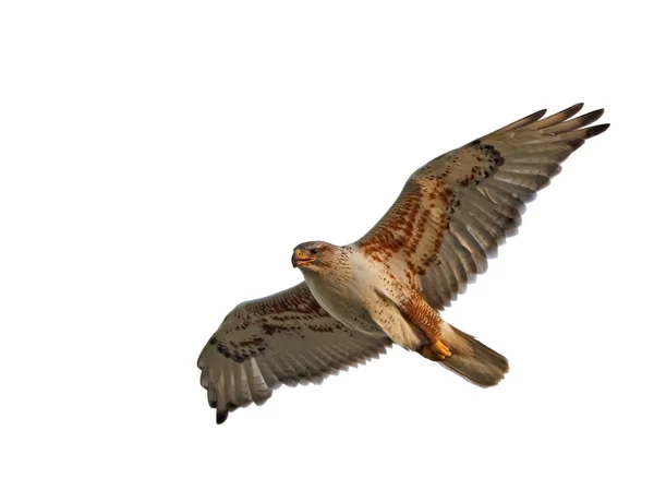 Červenohnědá hawk izolované Royalty Free Stock Fotografie