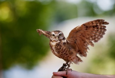 Burrowing Owl clipart