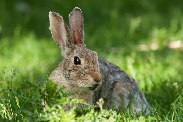 Wild Rabbit — Stock Photo, Image