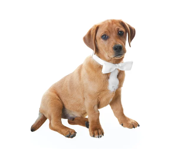 Cachorro con corbata —  Fotos de Stock