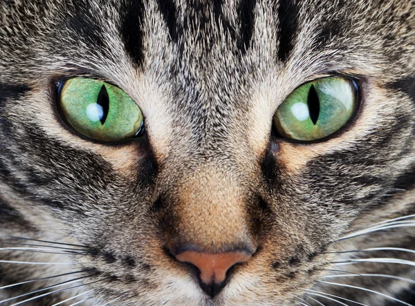 Macro de olho de gato calmo — Fotografia de Stock