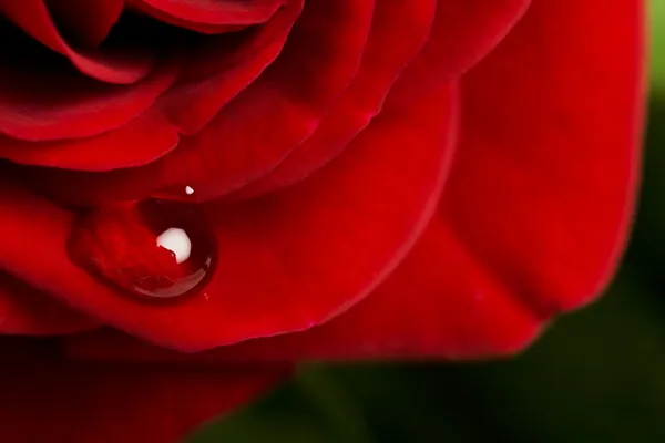 Крапля троянди — стокове фото