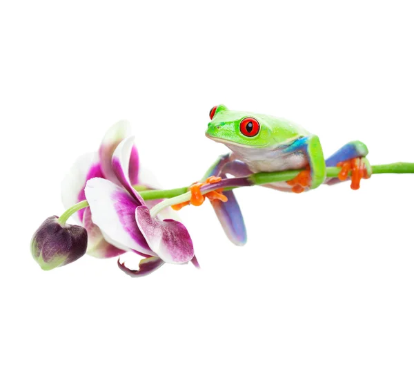 Tree frog op orchid — Stockfoto