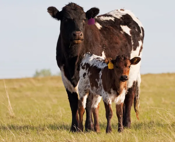 Vaca y ternero — Foto de Stock