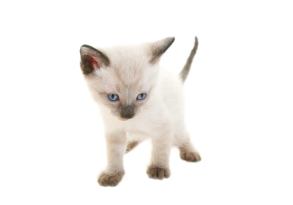 Stock image Baby Siamese