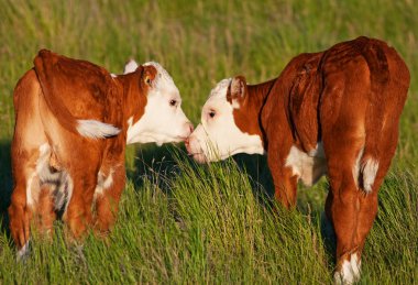 Kissing Calves clipart