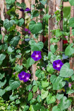 Morning Glories clipart