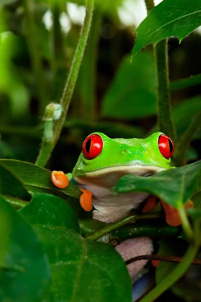 Red eyed tree frog in bladeren — Stockfoto