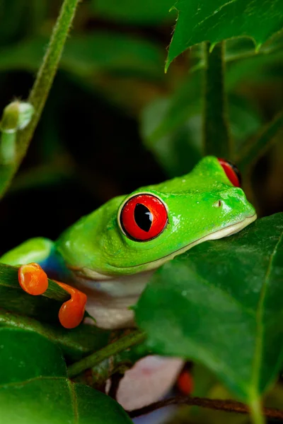 赤い目をしたアマガエルのクローズ アップ — ストック写真