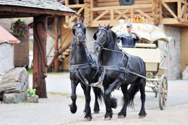 köy siyah atları ile at arabası