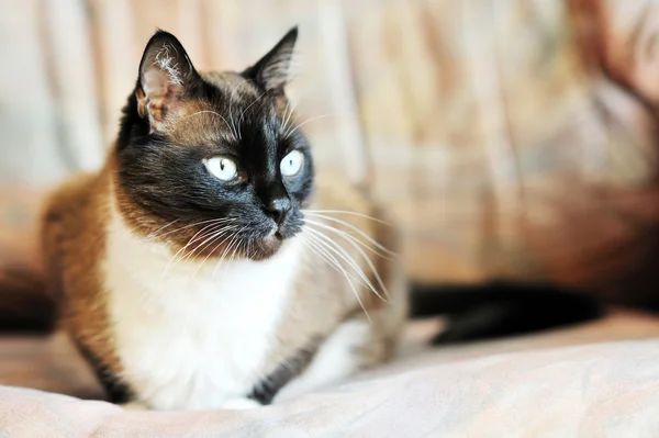 Siamese gato olhando sério — Fotografia de Stock