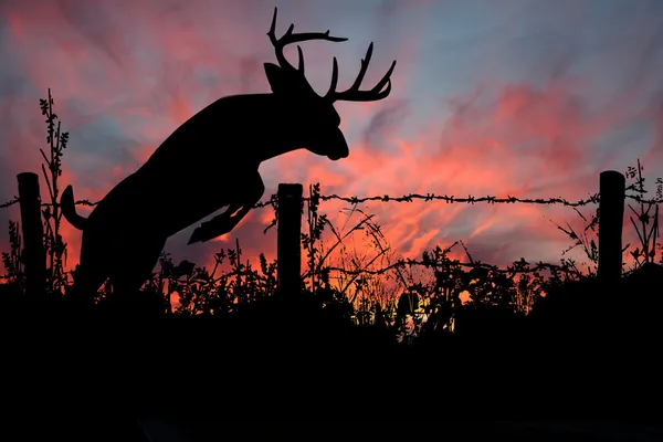 Buck springen prikkeldraad hek bij zonsondergang Stockafbeelding