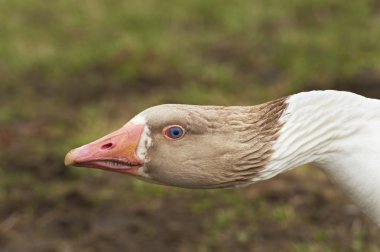 Adult goose with a defensive attitude - closeup clipart