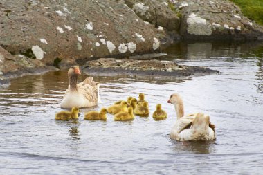 Geese and 4 day old gooslings swimming in pond clipart