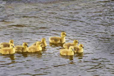 4 day old gooslings swimming in pond clipart