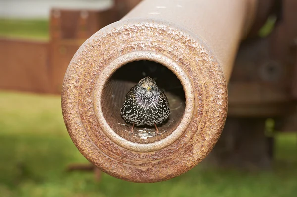 Sparrow sitting in the orifice of a world war 2 cannon — Stock Photo, Image