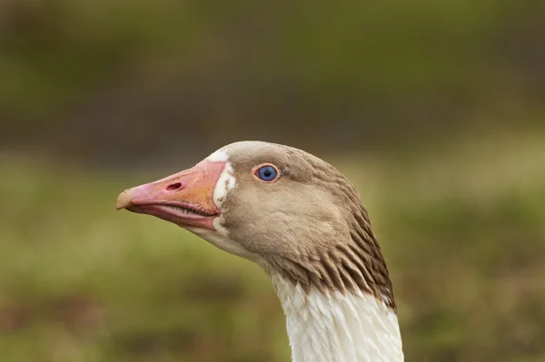 stock image Head of adult goose - closeup