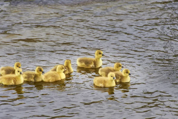 Gooslings de 4 días nadando en el estanque — Foto de Stock