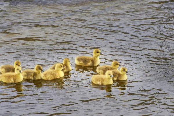 4 dias de idade gooslings nadando na lagoa Imagem De Stock