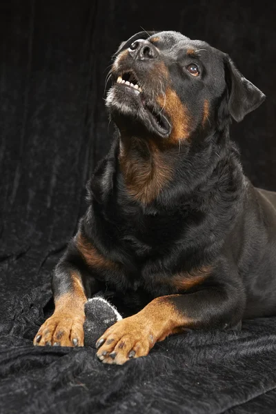 Pure bred rottweiler — Stock Photo, Image