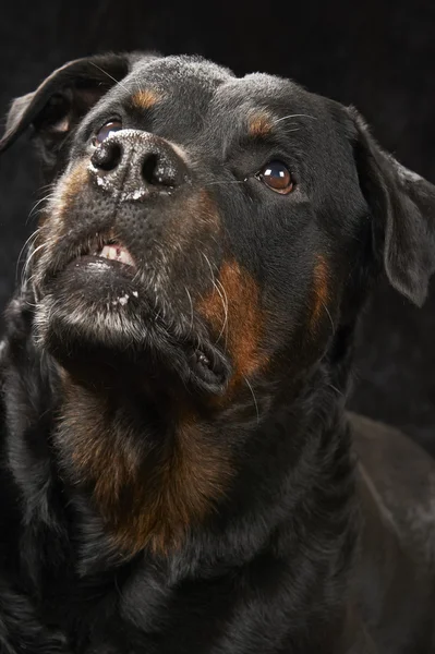 Rottweiler de raça pura — Fotografia de Stock