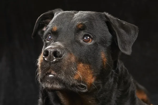 Rottweiler de raza pura — Foto de Stock